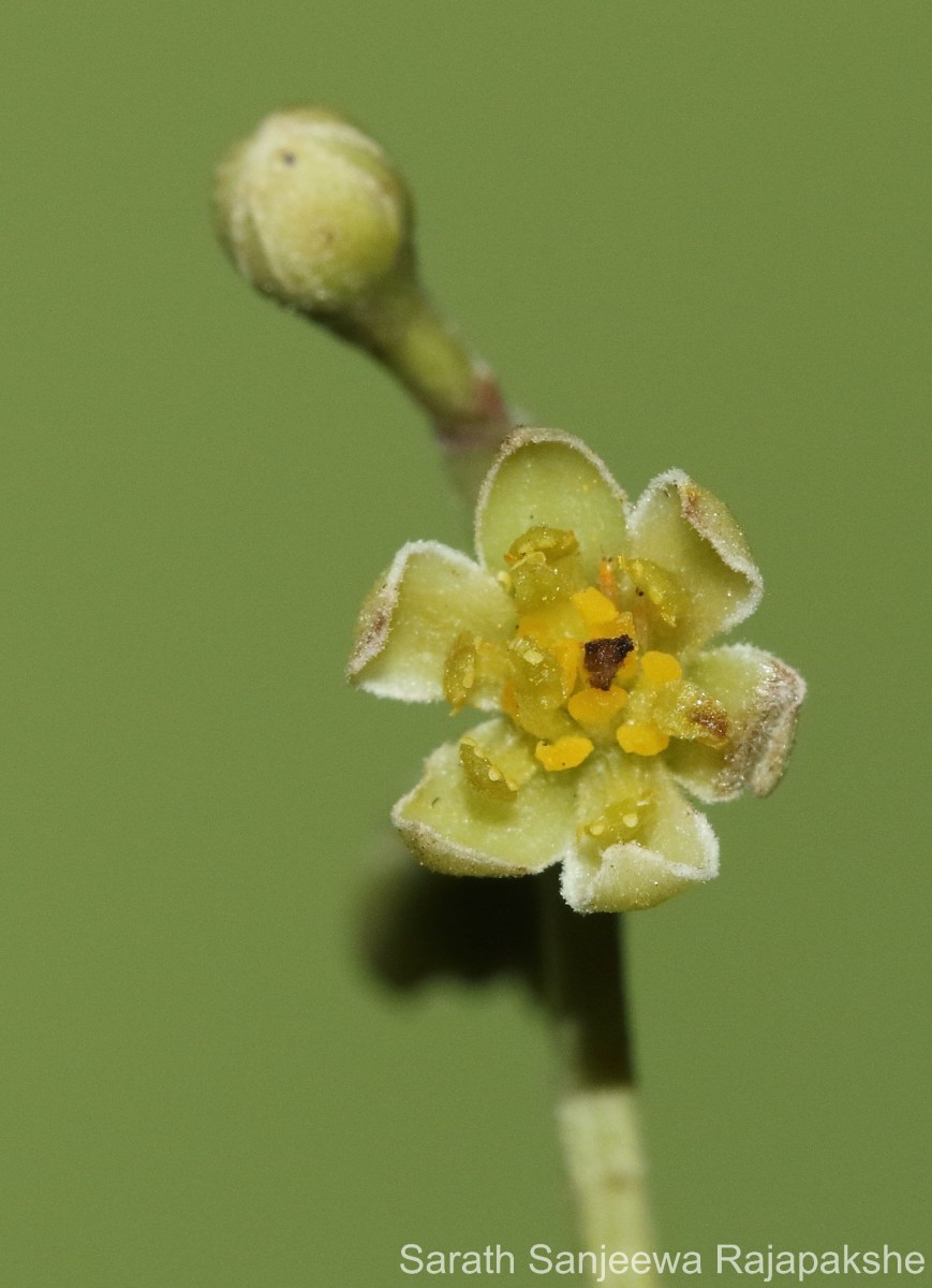 Cinnamomum citriodorum Thwaites